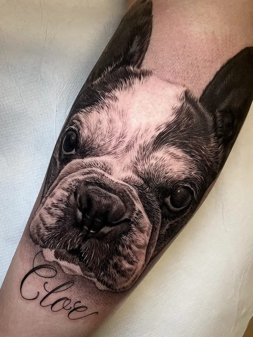 Tatuaje realista de un Bulldog francés blanco y negro, hecho con todo detalle, cada pelito, y su nombre 